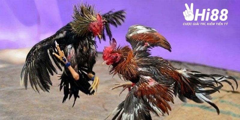 da ga hi88 voi nhieu uu diem thu hut bet thu