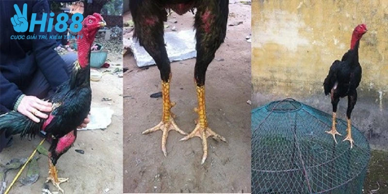 bat mi cach do ga da hay hieu qua hien nay