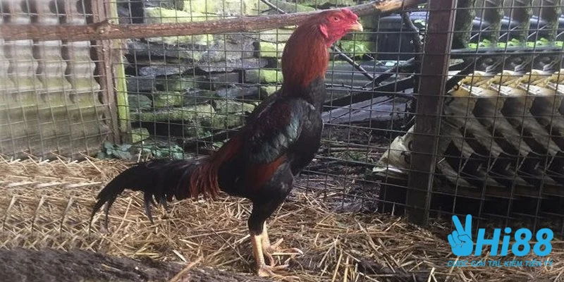 cach cham soc ga lai khi thuc hien do thanh cong