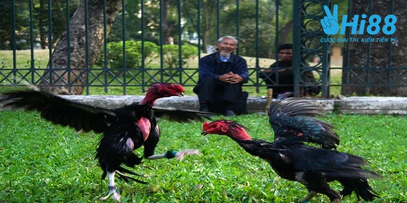 huong dan cach chon ga da hay